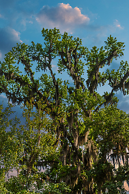 포토 JPG 해외이미지 나무 자연 매달리기 이끼 풍경 사람없음 야외 환경 미국 덮개 숲 남쪽 내추럴 사바나 스페인어 옛날 조지아 생존 해외포토 식물 북아메리카 모션 뚜껑 방향 생태계 동유럽 파일형식 이미지허브