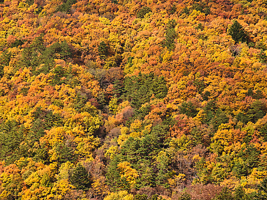 포토 JPG 해외이미지 나무 식물 계절 공원 여행 백그라운드 단풍 잎 오렌지 자연 하늘 풍경 사람없음 야외 빨간색 빛 컬러풀 노란색 환경 정원 일본 활발 젖음 가을 나뭇가지 황금 숲 11월 장면 10월 내추럴 해외포토 공공시설 아시아 컬러 컨셉 과일 날짜 생태계 파일형식 이미지허브