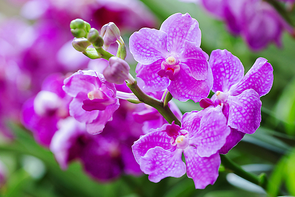 포토 JPG 해외이미지 식물 계절 꽃잎 꽃 줄기 분홍색 꽃다발 백그라운드 잎 꽃무늬 자연 발렌타인데이 사람없음 장식 초록색 여름 컬러풀 노란색 정원 보라색 봄 벚꽃 흰색 신선 개화 난초 제비꽃 내추럴 이국적 해외포토 컬러 무늬 데이이벤트 생태계 파일형식 이미지허브