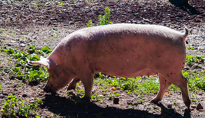 포토 JPG 해외이미지 동물 1 여자 분홍색 농업 포유류 자연 육류 돼지고기 사람없음 야외 농장 펜 갈색 머리 환경 가축 시골 돼지 큼 먹기 뿌리기 피부 싱글 햄 먼지 베이컨 진흙 주둥이 내추럴 동물상 해외포토 산업 컬러 식재료 모션 사람 신체부위 필기구 조형물 크기 생태계 파일형식 이미지허브