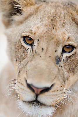 포토 JPG 해외이미지 동물 1 여자 남자 야생동물 새끼 포유류 아프리카 자연 털 사람없음 목재 고양이 게임 아기 황무지 위험 사자 큼 모피 사파리 육식동물 사냥꾼 서식지 내추럴 결백 동물상 세렝게티 소셜 암사자 힘찬 해외포토 나무 직업 나라 컨셉 재료 놀이 사람 반려동물 조형물 크기 암컷 생태계 파일형식 이미지허브
