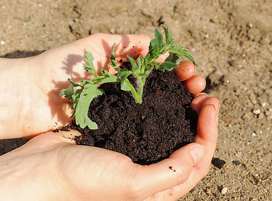 포토 JPG 해외이미지 주간 손 들기 야외 신체부위 새싹 흙 해외포토 자연요소 식물 모션 사람 파일형식 이미지허브