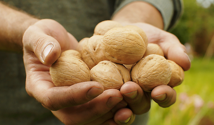 포토 JPG 해외이미지 백인 남자 음식 농업 자연 디저트 건조 건강 관리 씨앗 사람없음 야외 여름 농장 갈색 정원 에너지 견과류 시골 신선 닫기 달콤 맛 농부 먹기 유기농 날것 호두 칼로리 내추럴 단백질 밭일 채식주의자 비건 해외포토 서양인 식물 직업 웰빙 계절 산업 컬러 컨셉 모션 사람 생태계 채식 영양소 파일형식 이미지허브
