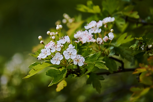 포토 JPG 해외이미지 나무 식물 영어 계절 꽃잎 꽃 유럽 야생동물 백그라운드 꽃무늬 자연 풍경 사람없음 야외 빨간색 초록색 여름 약 정원 봄 벚꽃 흰색 신선 개화 허브 원예 내추럴 꽃수술 삼림지대 슬로바키아 해외포토 동물 문자 나라 컬러 무늬 의학 취미 숲 생태계 파일형식 이미지허브