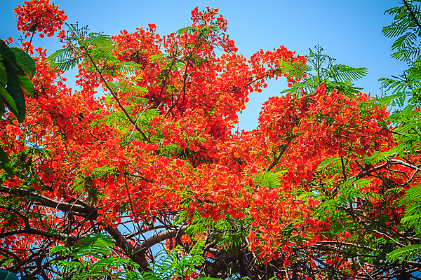 포토 JPG 해외이미지 나무 꽃잎 꽃 잎 패턴 오렌지 자연 하늘 불꽃 사람없음 빨간색 초록색 여름 컬러풀 정원 활발 벚꽃 나뭇가지 공작 즐거움 아로마 진홍색 봉황 이국적 파라다이스 해외포토 식물 계절 감정 컬러 컨셉 무늬 과일 조류 불 생태계 파일형식 이미지허브