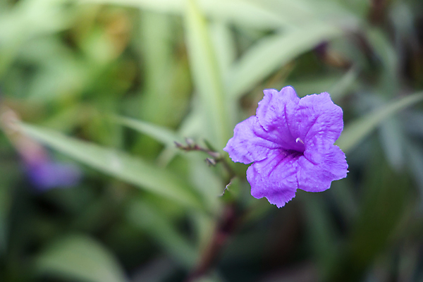 포토 JPG 해외이미지 식물 디자인 계절 꽃잎 꽃 분홍색 꽃다발 백그라운드 꽃무늬 패턴 자연 사람없음 초록색 컬러풀 보라색 봄 성장 벚꽃 신선 질감 만들기 내추럴 해외포토 컬러 무늬 모션 생태계 파일형식 이미지허브