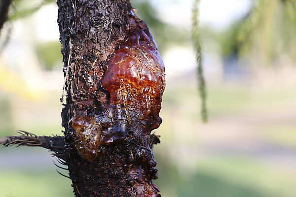 포토 JPG 해외이미지 나무 식물 공원 산업 백그라운드 잎 패턴 자연 표면 추상 건조 사람없음 야외 목재 초록색 갈색 노란색 정원 흰색 소나무 액체 붓기 상처 숲 유기농 질감 나무껍질 고무 내추럴 라텍스 어려움 옛날 왁스 해외포토 웰빙 공공시설 컬러 무늬 재료 모션 껍질 생태계 파일형식 이미지허브