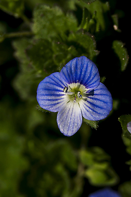 포토 JPG 해외이미지 식물 계절 꽃 잎 꽃무늬 밭 자연 사람없음 초록색 파란색 정원 봄 벚꽃 작음 해외포토 컬러 무늬 농업 크기 생태계 파일형식 이미지허브