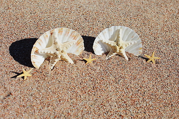 포토 JPG 해외이미지 주간 모래 불가사리 사람없음 야외 조개껍데기 해외포토 자연요소 조개 극피동물 파일형식 이미지허브