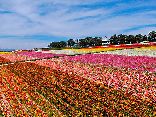 포토 JPG 해외이미지 식물 계절 꽃잎 꽃 분홍색 백그라운드 꽃무늬 밭 농업 오렌지 비즈니스 자연 노동자 풍경 사람없음 빨간색 초록색 여름 컬러풀 농장 노란색 여행객 정원 미국 봄 벚꽃 시골 언덕 캘리포니아 양귀비 조감도 해외포토 직업 산업 컬러 북아메리카 무늬 과일 사람 생태계 파일형식 이미지허브