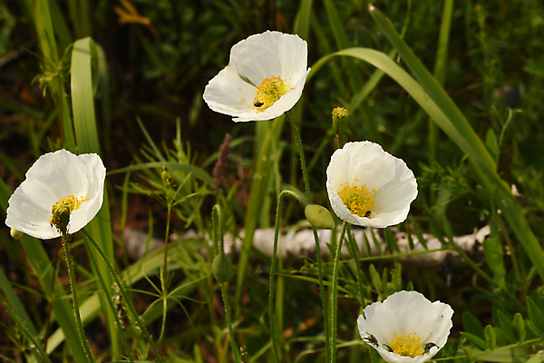 포토 JPG 해외이미지 식물 꽃잎 줄기 잎 자연 사람없음 백합 양귀비 그리너리 해외포토 꽃 생태계 파일형식 트랜드컬러 이미지허브