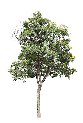 포토 JPG 해외이미지 나무 식물 계절 줄기 백그라운드 낙엽 잎 자연 사람없음 야외 목재 초록색 환경 정원 봄 성장 덮개 흰색 나뭇가지 숲 큼 자르기 수집 심볼 오브젝트 싱글 에코 나무껍질 고립 생태학 옛날 그리너리 해외포토 교육 컬러 재료 모션 뚜껑 껍질 크기 생태계 파일형식 트랜드컬러 이미지허브