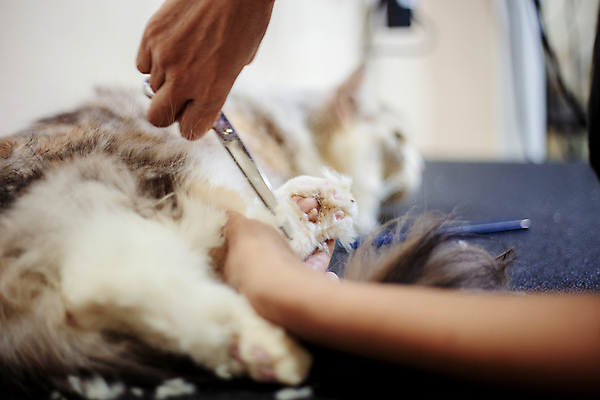 포토 JPG 해외이미지 털 들기 반려동물 고양이 작업 자르기 발바닥 돌봄 미용가위 애견미용 반려묘 해외포토 동물 포유류 모션 발 가위_도구 뷰티 미용용품 파일형식 이미지허브