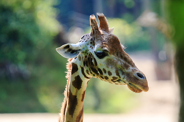 포토 JPG 해외이미지 동물 응시 얼굴 야생동물 무늬 패턴 포유류 자연 하늘 초식동물 서기 사람없음 파란색 갈색 머리 입 큼 먹기 기린 사파리 묘사 네덜란드 코 목 주둥이 단봉낙타 초식 해외포토 시선 유럽 컬러 모션 신체부위 크기 생태계 파일형식 이미지허브