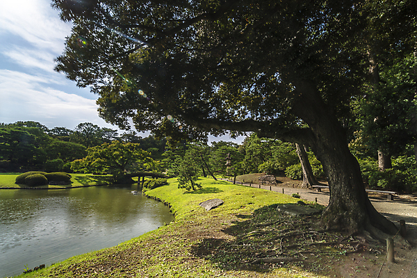 포토 JPG 해외이미지 나무 식물 전통 공원 잎 불교 자연 하늘 휴식 그림자 잔디 사람없음 야외 목재 초록색 컬러풀 태양 문 정원 일본 맑음 연못 소나무 영혼 도쿄 큼 그늘 대나무 대문 해외포토 자연요소 공공시설 아시아 종교 컬러 컨셉 재료 날씨 크기 생태계 파일형식 이미지허브