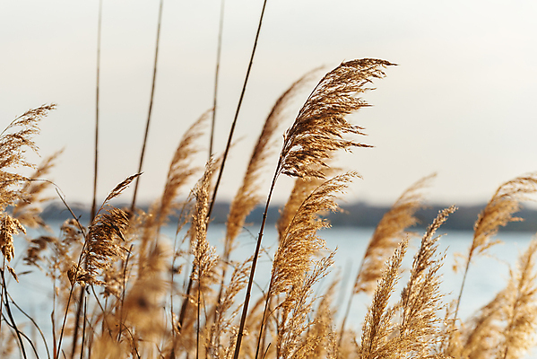 포토 JPG 해외이미지 식물 계절 바다 줄기 백그라운드 컨셉 밭 자연 하늘 바람 날씨 건조 갈대 풍경 사람없음 야외 여름 빛 컬러풀 햇빛 태양 노란색 환경 맑음 일몰 봄 흰색 시골 황금 닫기 장면 부드러움 반대 내추럴 해외포토 자연요소 컬러 농업 모션 노을 감각 생태계 파일형식 이미지허브