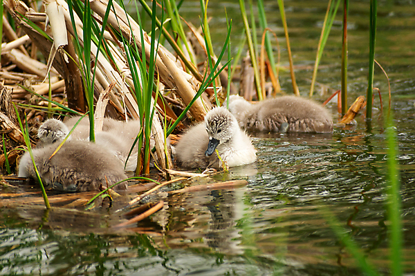 포토 JPG 해외이미지 동물 행복 호수 야생동물 어린이 날개 가족 자연 조류 오리 병아리 사랑 사람없음 야외 물 청춘 수영 봄 회색 흰색 아기 연못 행운 보호 작음 깃털 부리 백조 목 솜털 내추럴 해외포토 자연요소 계절 감정 컬러 컨셉 관계 사람 신체부위 수상스포츠 크기 생태계 파일형식 이미지허브