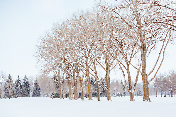 포토 JPG 해외이미지 나무 구름 계절 여행 겨울 자연 풍경 사람없음 야외 환경 냉동 추위 흰색 소나무 황무지 고독 숲 장면 폭풍 침엽수 멀리 눈보라 해외포토 자연요소 식물 감정 컬러 날씨 눈_날씨 생태계 파일형식 이미지허브