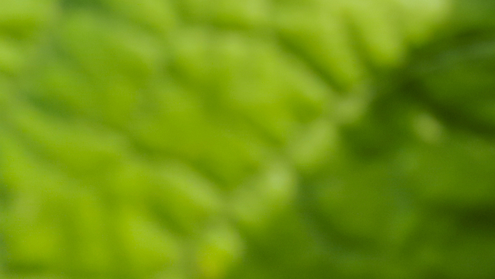 포토 JPG 해외이미지 나무 식물 템플릿 배너 계절 지구 백그라운드 잎 자연 벽지 추상 휴식 경사 사람없음 그래픽 초록색 빛 햇빛 태양 환경 정원 봄 에너지 흰색 신선 매끈함 소프트포커스 질감 보케 부드러움 개발 바이오 블러 생태학 그리너리 효과 해외포토 자연요소 교육 컬러 컨셉 무늬 촬영기법 감각 생태계 파일형식 트랜드컬러 이미지허브