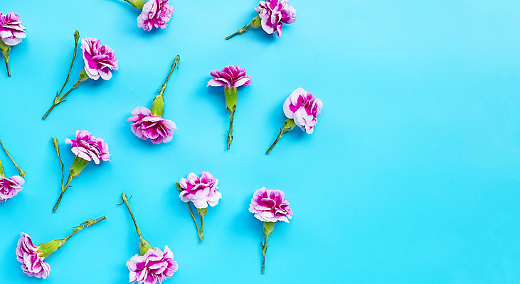 포토 JPG 해외이미지 꽃 사람없음 카네이션 해외포토 식물 파일형식 이미지허브