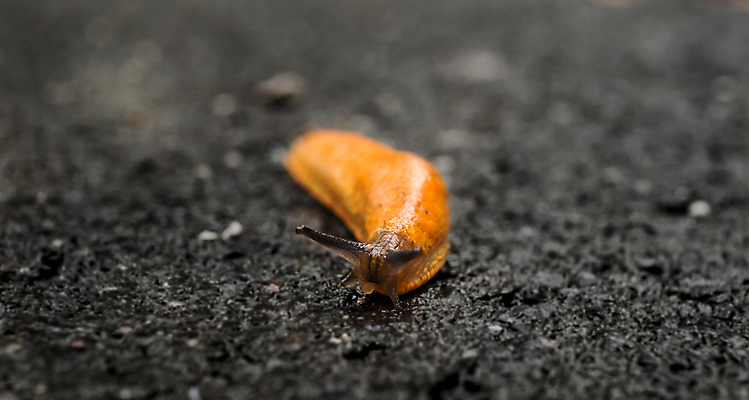 포토 JPG 해외이미지 식물 동물 1 야생동물 백그라운드 잎 자연 생물 연체동물 안테나 사람없음 초록색 머리 정원 회색 젖음 흰색 점 닫기 해충 미끄러짐 큼 오르기 덮기 촉수 느림 기어가기 민달팽이 어려움 끈적임 해외포토 컬러 통신 모션 무척추동물 신체부위 벌레 크기 생태계 파일형식 달팽이_동물 이미지허브