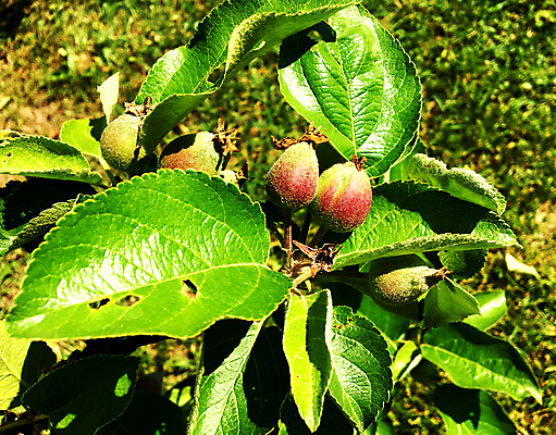 포토 JPG 해외이미지 나무 식물 구름 음식 조각 잎 과일 자연 건강 씨앗 사람없음 야외 빨간색 초록색 여름 농작물 태양 농장 쌓기 바구니 정원 식사 주스 수확 껍질 가을 나뭇가지 신선 달콤 맛 사과 유기농 날것 흙더미 내추럴 밭일 숙성 식용 해외포토 자연요소 웰빙 계절 음료 컬러 컨셉 농업 모션 흙 생태계 파일형식 더미 이미지허브