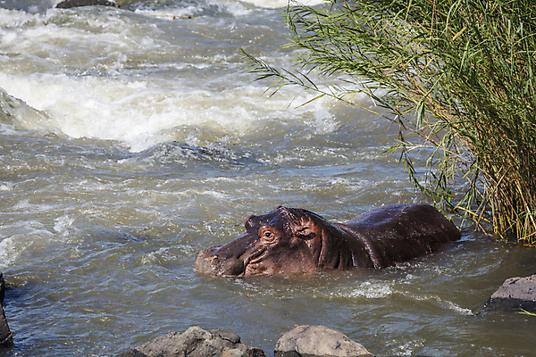 포토 JPG 해외이미지 동물 야생동물 포유류 아프리카 자연 휴식 수영장 국립공원 풍경 사람없음 가로 물 강 황무지 보호 사파리 장노출 하마 남아프리카 보츠와나 보호구역 해외포토 멸종위기종 자연요소 공원 나라 컨셉 촬영기법 생태계 구역 파일형식 이미지허브