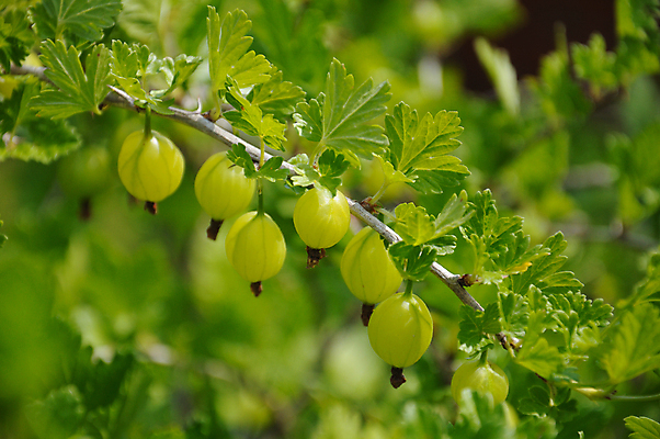 포토 JPG 해외이미지 주간 잎 사람없음 야외 아웃포커스 초록색 나뭇가지 구스베리 해외포토 자연요소 나무 식물 열매 컬러 촬영기법 파일형식 이미지허브