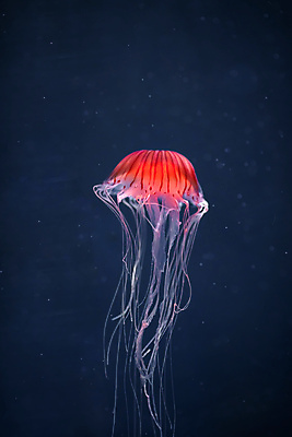 포토 JPG 해외이미지 한마리 사람없음 빨간색 바닷속 수중동물 자포동물 해파리 해외포토 동물 1 컬러 수중 파일형식 이미지허브