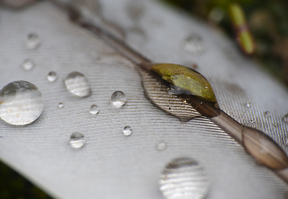 포토 JPG 해외이미지 동물 디자인 백그라운드 패턴 날개 자연 조류 추상 사람없음 물 파란색 빛 컬러풀 반사 꿈 젖음 코트 물방울 우아함 떨어짐 매끈함 이슬 순수 깃털 묘사 싱글 질감 부드러움 솜털 내추럴 취급주의 해외포토 자연요소 컬러 컨셉 무늬 경고 외투 감각 생태계 파일형식 이미지허브
