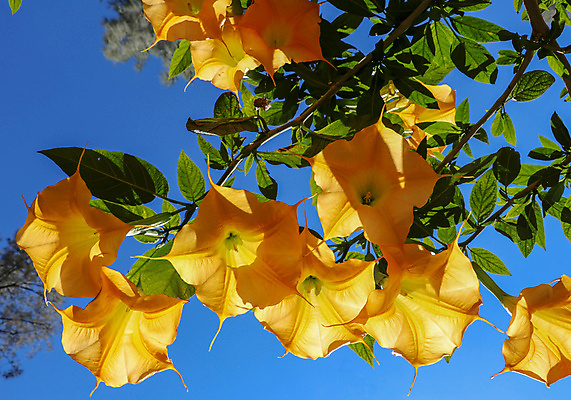 포토 JPG 해외이미지 주간 꽃 자연 사람없음 야외 노란색 독말풀 해외포토 자연요소 식물 컬러 생태계 파일형식 이미지허브