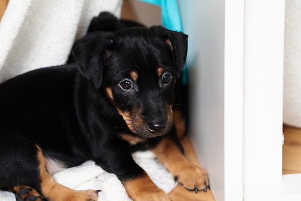 포토 JPG 해외이미지 동물 라이프스타일 여자 행복 여유 2 휴식 함께함 실내 사랑 사람없음 반려동물 갈색 미니어처 흰색 아기 잠 개 달콤 강아지 작음 담요 모피 테리어 순수 낮잠 솜털 월 궤 동반자 유래 해외포토 감정 컬러 컨셉 포유류 사람 내부 생활 모형 날짜 맛 크기 파일형식 이미지허브
