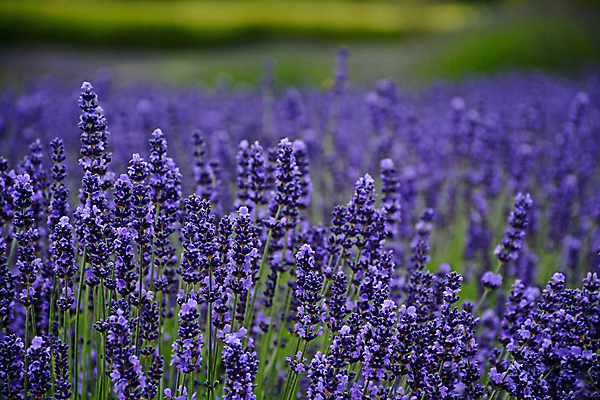 포토 JPG 해외이미지 식물 꽃 밭 자연 사람없음 정원 보라색 봄 벚꽃 개화 원예 향기 라벤더 해외포토 계절 컬러 농업 취미 허브 생태계 냄새 파일형식 이미지허브
