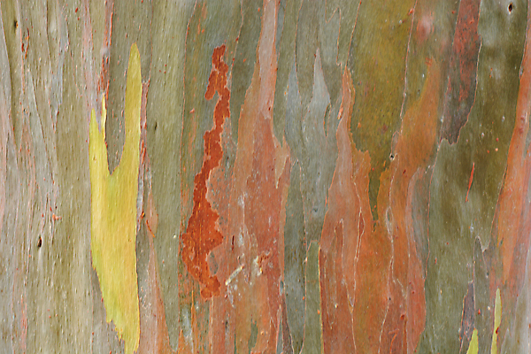 포토 JPG 해외이미지 나무 식물 도로 섬 여행 백그라운드 무지개 패턴 오렌지 자연 표면 휴가 풍경 사람없음 야외 목재 초록색 컬러풀 노란색 여행객 정원 보라색 미국 껍질 오세아니아 숲 질감 하와이 태평양 나무껍질 옛날 유칼립투스 하와이인 해외포토 자연요소 외국인 나라 길 바다 컬러 북아메리카 무늬 과일 재료 교통시설 사람 생태계 파일형식 이미지허브