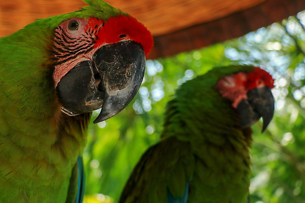 포토 JPG 해외이미지 동물 공원 야생동물 백그라운드 날개 자연 벽지 조류 멕시코 동물원 사랑 사람없음 빨간색 초록색 파란색 반려동물 컬러풀 노란색 머리 미국 쌍 닫기 숲 큼 깃털 군용 부리 앵무새 멸종 남쪽 내추럴 동물상 이국적 해외포토 공공시설 감정 컬러 북아메리카 모션 군대 신체부위 조형물 크기 방향 생태계 파일형식 이미지허브