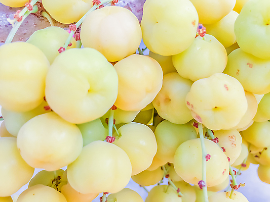 포토 JPG 해외이미지 모양 나무 잡화 아시아 별 종교 음료 음식 백그라운드 컨셉 잎 패턴 농업 오렌지 과일 태국 자연 디저트 귤 건강 씨앗 사람없음 야외 초록색 빛 식사 주스 나뭇가지 신선 시장 달콤 다발 먹기 심볼 피부 유기농 고립 구스베리 베어링 숙성 이국적 채식주의자 해외포토 자연요소 식물 웰빙 열매 나라 산업 컬러 무늬 모션 신체부위 맛 생태계 채식 파일형식 이미지허브