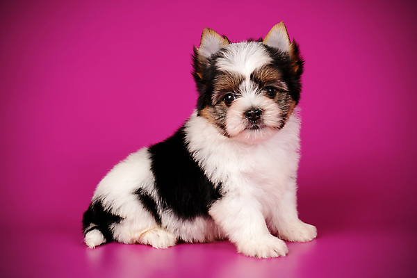 포토 JPG 해외이미지 동물 1 행복 새끼 백그라운드 새로움 털 사람없음 빨간색 반려동물 귀여움 검은색 거울 흰색 개 달콤 강아지 작음 요크셔테리어 테리어 활 솜털 송곳니 기르기 비버 삼색 해외포토 감정 컬러 컨셉 포유류 맛 치아 크기 돌봄 파일형식 이미지허브