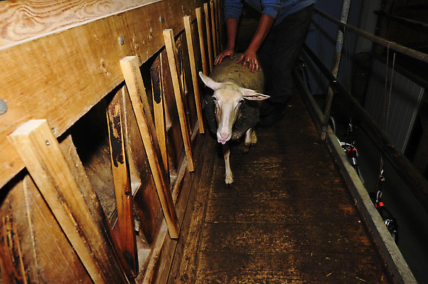 포토 JPG 해외이미지 동물 농업 사람없음 경제 농장 펜 가축 양 군중 농부 승진 외양간 양모 밭일 해외포토 직업 산업 포유류 사람 필기구 직물 파일형식 이미지허브