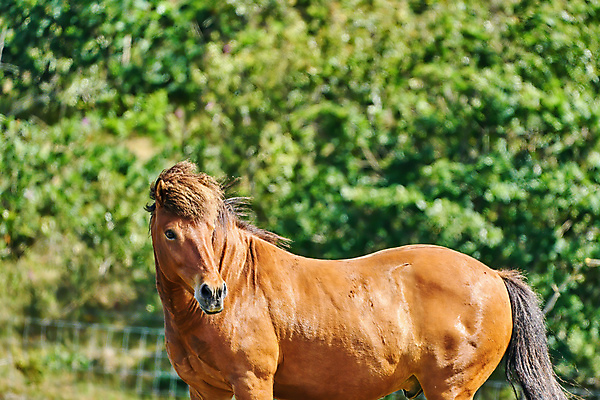 포토 JPG 해외이미지 동물 야생동물 백그라운드 포유류 자연 국립공원 풍경 사람없음 야외 농장 갈색 머리 자유 시골 황무지 승마 보호 방목 모피 갈기 조랑말 서식지 내추럴 기르기 다트무어 찰과상 해외포토 공원 스포츠 컬러 컨셉 농업 신체부위 말 축산업 상처 생태계 돌봄 파일형식 이미지허브