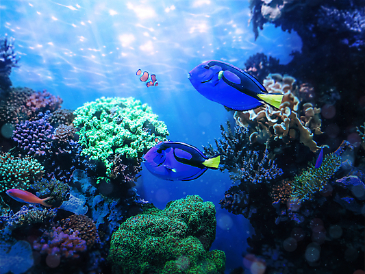 포토 JPG 해외이미지 동물 야생동물 바다 여행 백그라운드 오렌지 자연 휴가 생물 어류 사람없음 물 파란색 빛 컬러풀 수중 수영 어둠 흰색 만 그룹 스노클링 산호 보케 암초 수족관 광 깊이 이국적 해외포토 자연요소 컬러 과일 수중동물 수상스포츠 자포동물 생태계 파일형식 이미지허브