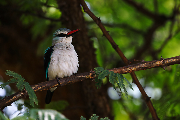 포토 JPG 해외이미지 주간 야생동물 잎 자연 조류 사람없음 야외 아웃포커스 나뭇가지 물새 물총새 해외포토 자연요소 나무 식물 동물 촬영기법 생태계 파일형식 이미지허브