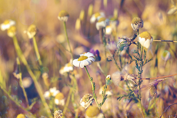 포토 JPG 해외이미지 식물 계절 꽃잎 꽃 실루엣 백그라운드 잎 꽃무늬 추상 미술 풍경 잔디 사람없음 야외 가로 햇빛 태양 활발 성장 시골 신선 원예 데이지 아로마 장면 고립 블러 캐모마일 해외포토 자연요소 컨셉 무늬 문화예술 촬영기법 취미 허브 파일형식 이미지허브
