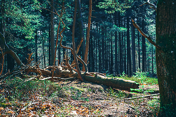 포토 JPG 해외이미지 나무 계절 백그라운드 자연 건조 풍경 사람없음 여름 농장 환경 재활용 에너지 나뭇가지 소나무 황무지 숲 연료 침엽수 자원 유지 내추럴 거짓말 땅바닥 벌목 삼림지대 수목 해외포토 식물 농업 바닥 친환경 생태계 파일형식 이미지허브
