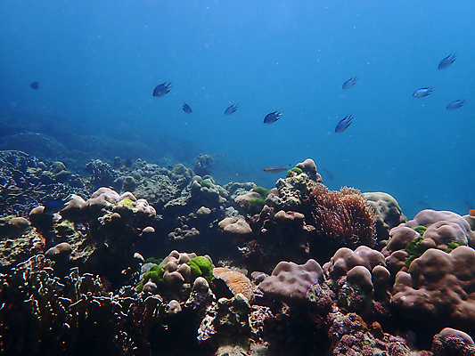 포토 JPG 해외이미지 동물 바다 여행 태국 자연 어류 사람없음 물 파란색 컬러풀 수중 산호 다이빙 암초 인도양 아네모네 해외포토 자연요소 꽃 아시아 컬러 수영 수중동물 자포동물 생태계 수중스포츠 파일형식 이미지허브