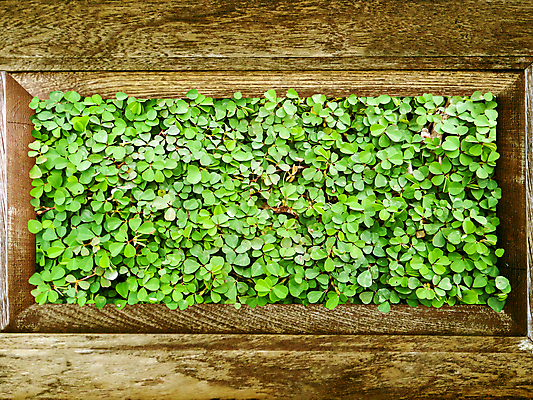 포토 JPG 해외이미지 나무 식물 디자인 벽 백그라운드 잎 패턴 자연 탁자 추상 바닥 프레임 미술 사람없음 목재 장식 초록색 갈색 수확 골동품 행운 클로버 널 질감 복고 내추럴 그런지 떠남 수목 옛날 스타일 해외포토 컬러 가구 컨셉 무늬 농업 재료 모션 문화예술 생태계 파일형식 이미지허브