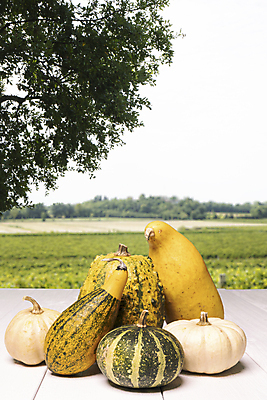 포토 JPG 해외이미지 전통 접시 계절 음식 백그라운드 채소 오렌지 재료 자연 탁자 호박 휴가 건강 씨앗 사람없음 목재 장식 빨간색 초록색 컬러풀 갈색 노란색 식사 저녁식사 할로윈 수확 가을 흰색 시골 신선 뜨거움 사발 크림 유기농 추수감사절 스쿼시 10월 내추럴 채식주의자 핸드메이드 해외포토 나무 식물 식기 웰빙 기독교 스포츠 컬러 가구 농업 과일 구기 날짜 사기그릇 생태계 채식 파일형식 이미지허브