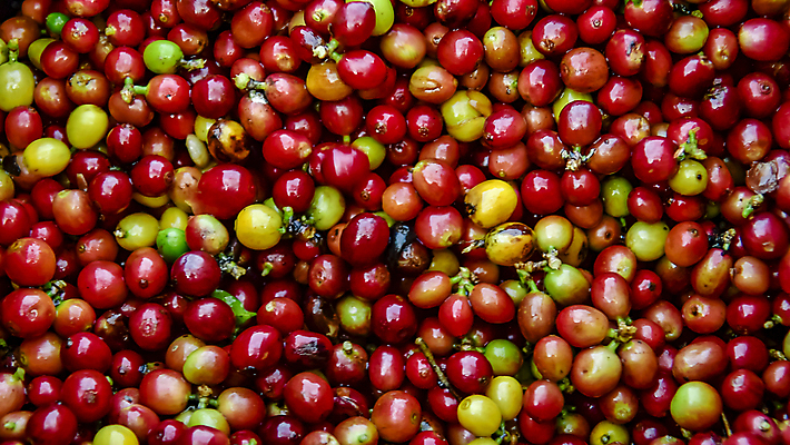 포토 JPG 해외이미지 손 열매 산업 커피 음료 잎 과일 태국 자연 콩 건강 씨앗 사람없음 야외 빨간색 초록색 농작물 농장 노란색 카페 수확 성장 신선 체리 유기농 날것 흙더미 밭일 생태학 숙성 아라비카 인도차이나반도 카페인 해외포토 식물 웰빙 교육 아시아 컬러 농업 곡류 신체부위 상점 흙 생태계 파일형식 더미 이미지허브