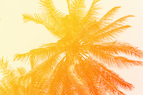 포토 JPG 해외이미지 주간 사람없음 야외 야자수 노란색 해외포토 자연요소 나무 컬러 파일형식 이미지허브