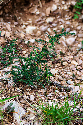 포토 JPG 해외이미지 접시 계절 음식 백그라운드 다이어트 토마토 채소 재료 자연 탁자 건강 육류 요리 사람없음 목재 빨간색 초록색 주방 식당 식사 저녁식사 봄 샐러드 흰색 신선 맛 그릴 다발 먹기 유기농 아스파라거스 날것 후추 내추럴 점심식사 고립 채식주의자 해외포토 나무 식기 웰빙 컬러 가구 컨셉 식재료 모션 주방용품 상점 향신료 생태계 채식 파일형식 이미지허브
