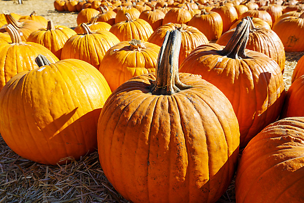 포토 JPG 해외이미지 라이프스타일 계절 행복 잎 채소 오렌지 부분 자연 호박 휴가 건강 사람없음 야외 장식 컬러풀 농경지 노란색 쌓기 축제 목장 할로윈 수확 가을 시골 축하 그룹 시장 선택 맛 농부 심볼 질감 치수 지역 박 추수감사절 목각 스쿼시 공평 10월 나쁜 땅바닥 채식주의자 비건 해외포토 식물 직업 감정 기독교 스포츠 컬러 컨셉 농업 과일 모션 바닥 생활 농장 구기 날짜 생태계 채식 파일형식 이미지허브